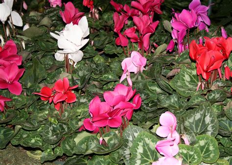 Winter Blooming Cyclamen Make Great Indoor Plants Mississippi State