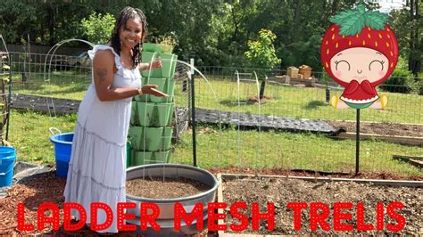 How To Use Ladder Mesh As A Trelis Multiple Ways In Your Garden