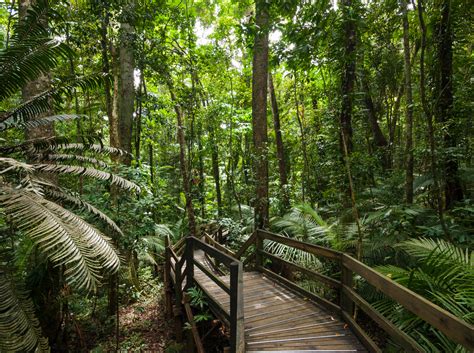 Four Incredible Rainforest Walks Near Cairns Fitzroy Island