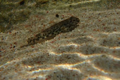 The Frillfin Goby Whats That Fish
