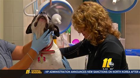 Veterinarians Urge Pet Owners To Protect Dogs Against Dog Flu Abc11