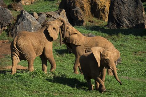 Cabárceno Referente Mundial Por El Baby Boom De Elefantes Africanos
