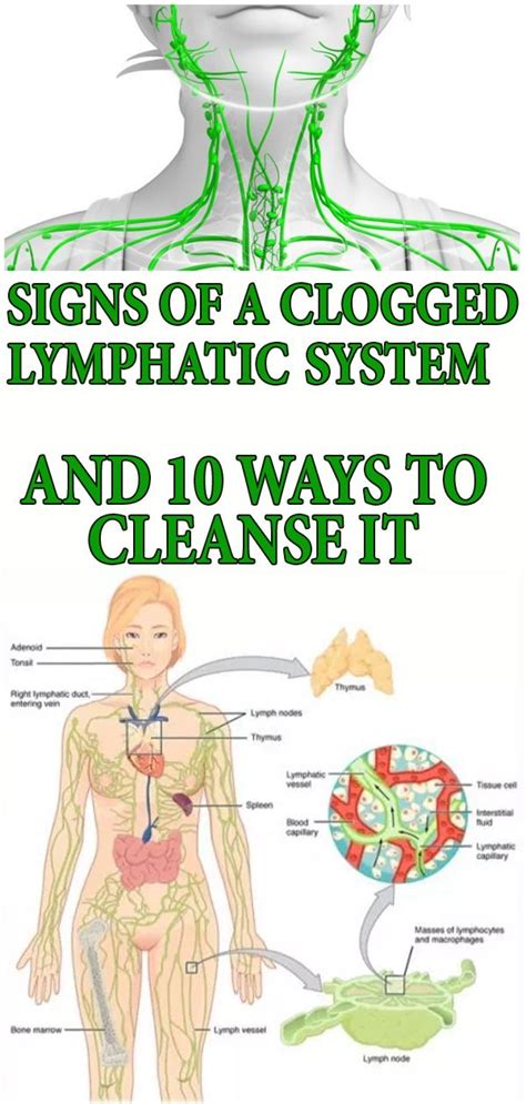 Signs Of A Clogged Lymphatic System And 10 Ways To Cleanse It