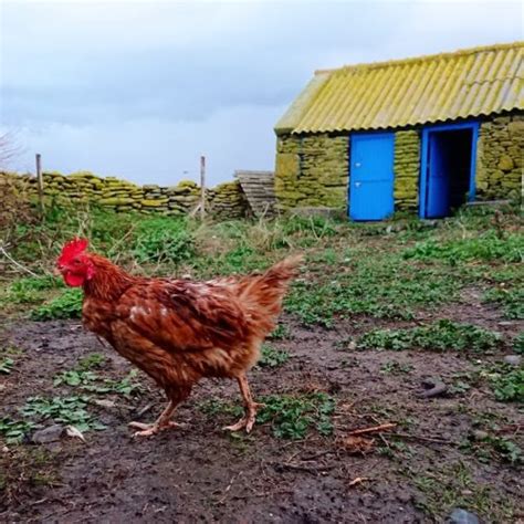 1poule Mouillée Ferme De Lile De Quemenes