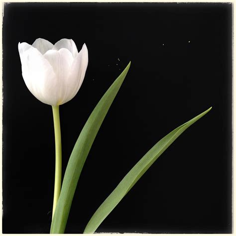 Free Photo Single White Tulip Beautiful Beijing Bloom Free