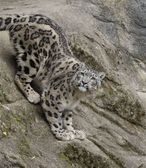 Snow Leopard Panthera Uncia Zoochat