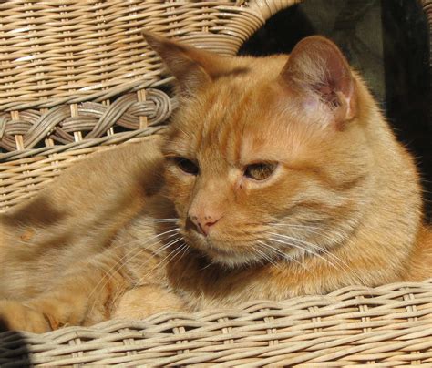 Fileorange Tabby Cat Wikimedia Commons