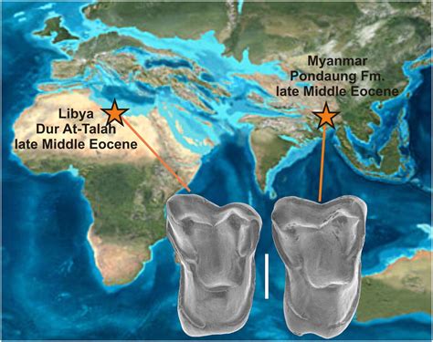 Late Middle Eocene Primate From Myanmar And The Initial Anthropoid