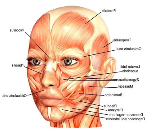 Face Muscles Anatomy Face Anatomy Human