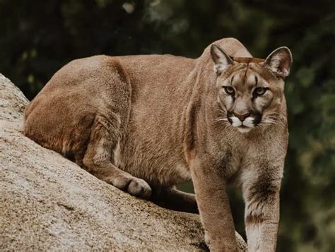 What To Do If You See A Cougar 6 Critical Tips Outdoor Federation