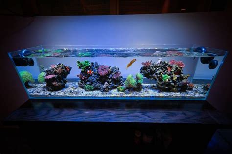 3 Foot Office Nano Wide Angle Full Tank Shot Nano Reefs Gallery
