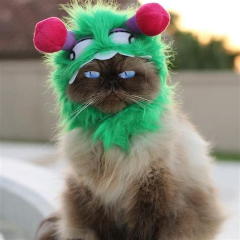 Pet Cat Halloween Costumes Cute Ideas For Cat Costumes