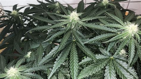 First Signs Of Flowering Stage Weed Guide To Cannabis Budding Week By