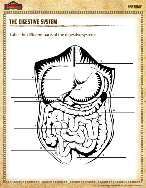 digestive system view  grade science anatomy sheet sod