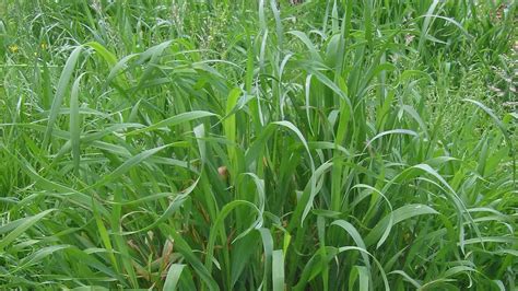 Quackgrass Vs Crabgrass Differences And What They Look Like Igra World