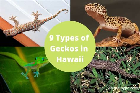 9 Types Of Geckos In Hawaii With Pictures Animal Hype