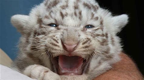 White Bengal Tiger Cubs Make Public Debut Abc7 Chicago