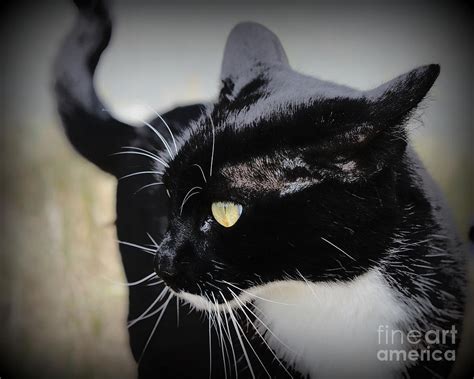 Mystical Black Cat Photograph By Trude Janssen