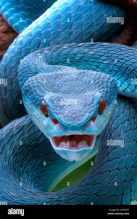 The Rare Blue Pit Viper Is Native To Indonesia Bekasi Indonesia