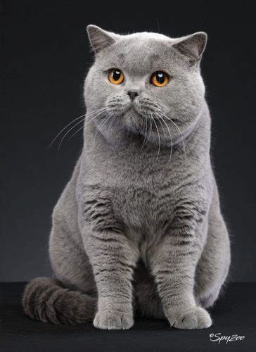 12 Facts About The British Shorthair Poc