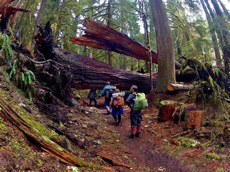 Olympic National Park Camping Survival Life