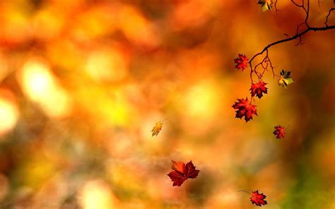 Autumn Leaf Wallpapers Wallpaper Cave