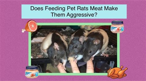 Does Feeding Pet Rats Meat Make Them Aggressive YouTube