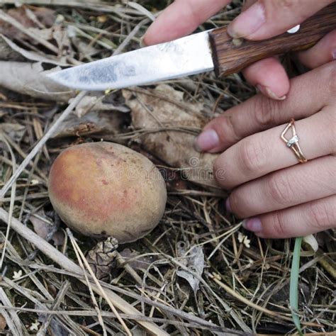 Picking Wild Mushrooms In Forest Stock Image Image Of Europe Fungi