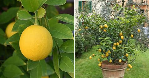 Simple Tips To Grow Unlimited Supply Of Lemons In Your Own Home