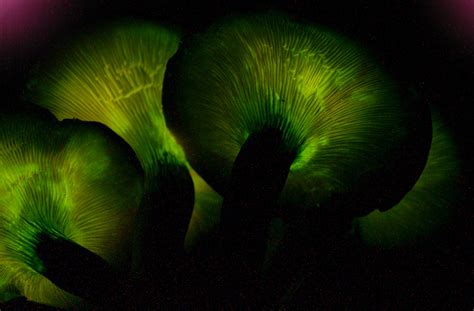 Famous Amazing Bioluminescent Organisms A Knowledge Archive