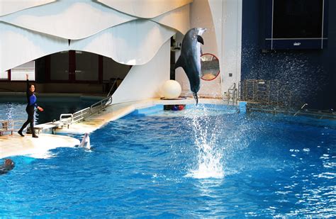 Dolphin Show At The National Aquarium In Baltimore Flickr