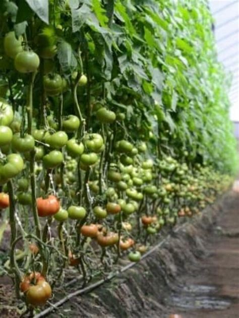 Analyzing Why A Tomato Plant Is Not Flowering Gardening Dream