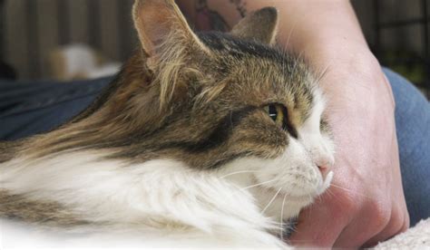 North Bay News East Ferris Woman Seeks Caring Homes For Feral Cats
