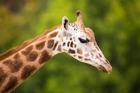 View Of A Giraffe S Ear Stock Photo Image Of Female 12083144