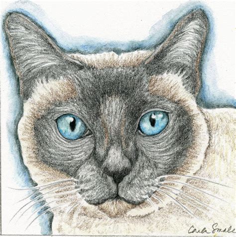 Siamese Cat Original Drawing Art Carla By Carlascreatures On Etsy