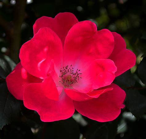 Red Knockout Rose Bushes For Sale Online The Tree Center