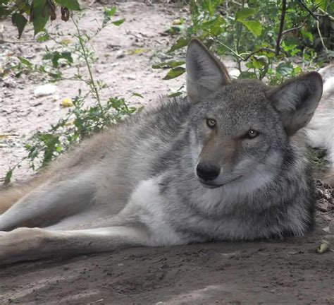 Coywolf Coyote Wolf Mix Everything You Need To Know About This