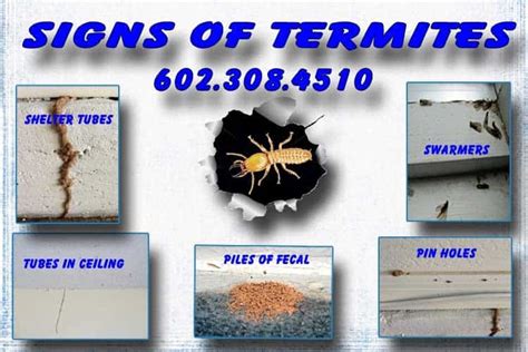 Signs Of Termites In Phoenix Az Phoenix Termite Control And Treatment