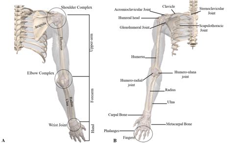 Shoulder Anatomy Diagram Posterior View Of Left Shoulder Showing