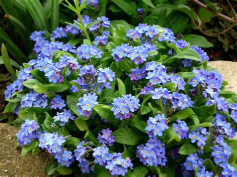 9 Best Tiny Flowers For Your Garden