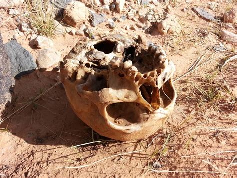 Boy Scouts Discover Human Remains On Arizona Strip St George News