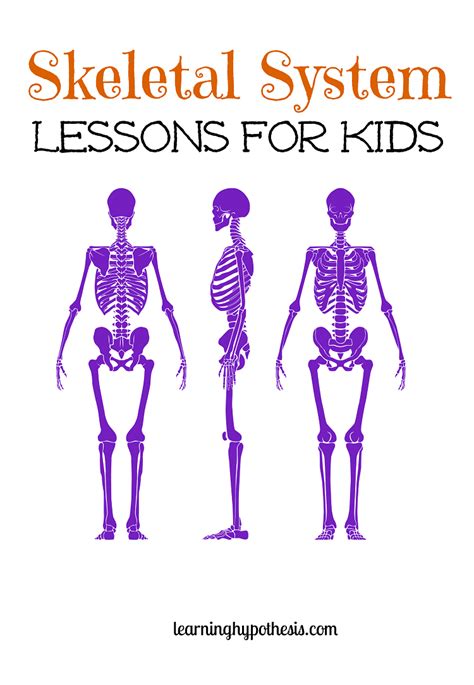 Skeletal System Lessons For Upper Elementary Students Skeletal System
