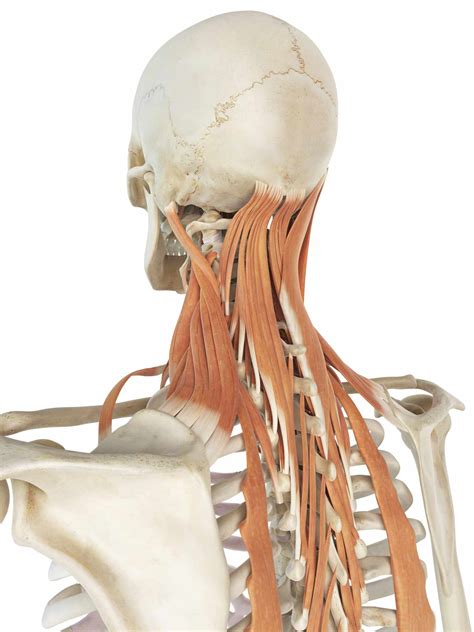 Levator Scapula Muscle And Its Role In Pain And Posture