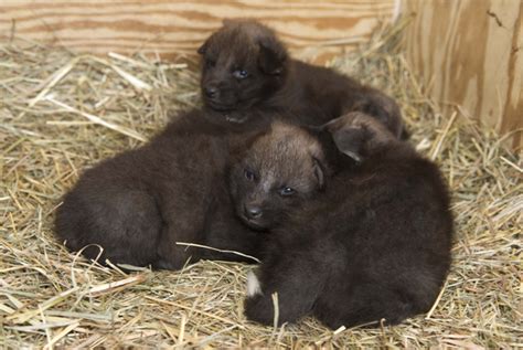 Rare Maned Wolf Pups Born Baby Animal Zoo