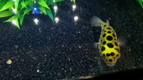 Green Spotted Puffer With Care Guide In Description Youtube
