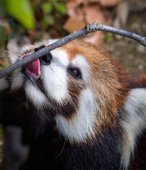 Red Panda Licking Its Nose Stock Photo Image Of Animal 10097878