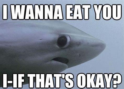 Shark Week 2017 Best Funny Memes