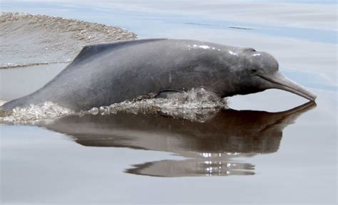 Wwf River Dolphin Declared Bolivias Natural Heritage