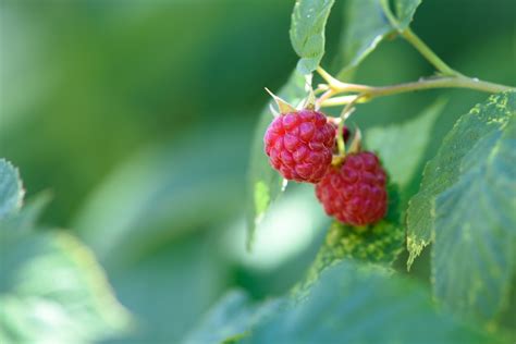 Free Images Raspberry Berry Flower Petal Food Produce Fresh