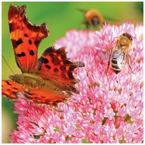 Make Your Garden Pollinator Friendly Pollinators Including Bees